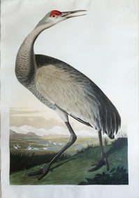 Audubon Aquatint, Hooping Crane (Young), Plate 261 - A Masterpiece Icon of America's Tallest Bird