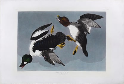 Audubon Aquatint, Golden Eye Duck, Plate 342 -  Winslow Homer’s Left and Right was inspired by