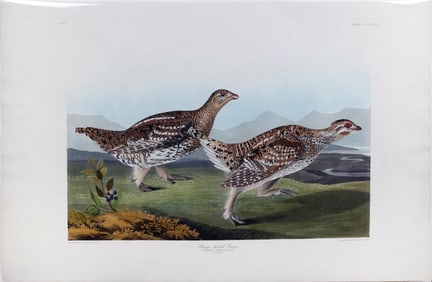 Audubon Aquatint, Sharp-tailed Grous, Plate 382