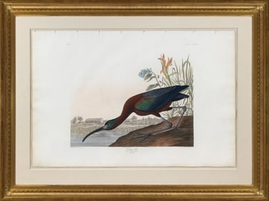 Audubon Aquatint, Glossy Ibis, Plate 387