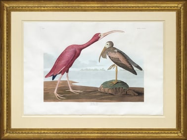 Audubon Aquatint, Scarlet Ibis, Plate 397