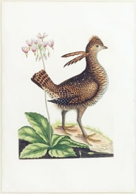 Catesby Engraving, Heath Hen or Grouse, Plate 1