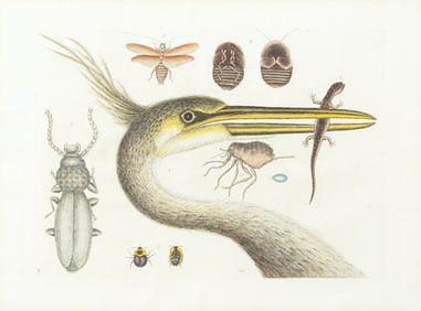 Catesby Engraving, Heron with Lizard and Insects, Plate 10
