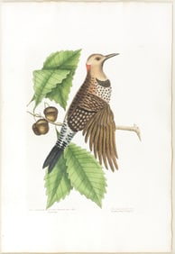 Catesby Engraving, The Golden winged Woodpecker, Plate 19