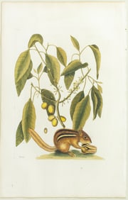 Catesby Engraving, The Ground-Squirrel, Sciurus Striatus, Plate 75