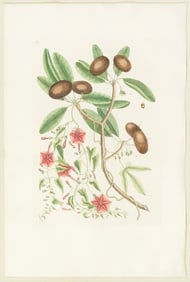 Catesby Engraving, The Sappadillo Tree, Convolvulus, Plate 87