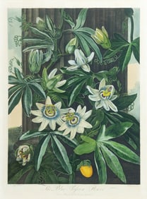 Thornton Temple of Flora Aquatint, The Blue Passion Flower