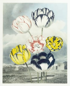 Samuel Curtis Aquatint from Beauties of Flora, Tulips - The Most Famous and Desired English Flower