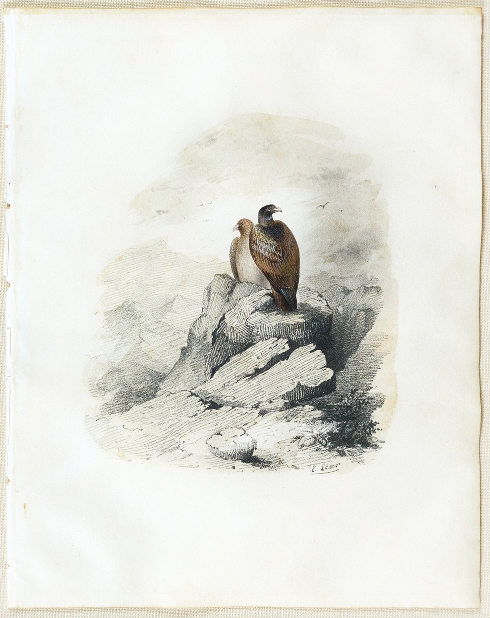 Edward Lear Signed Watercolor, Eagles: LEAR, Edward (British, 1812-1888). Eagles. Watercolor on paper. Signed lower right: "E Lear". ca. 1830. 10 1/4" x 8 1/4" sheet, 20 1/4" x 18 1/2" framed. Lear was already drawing "for bread and cheese