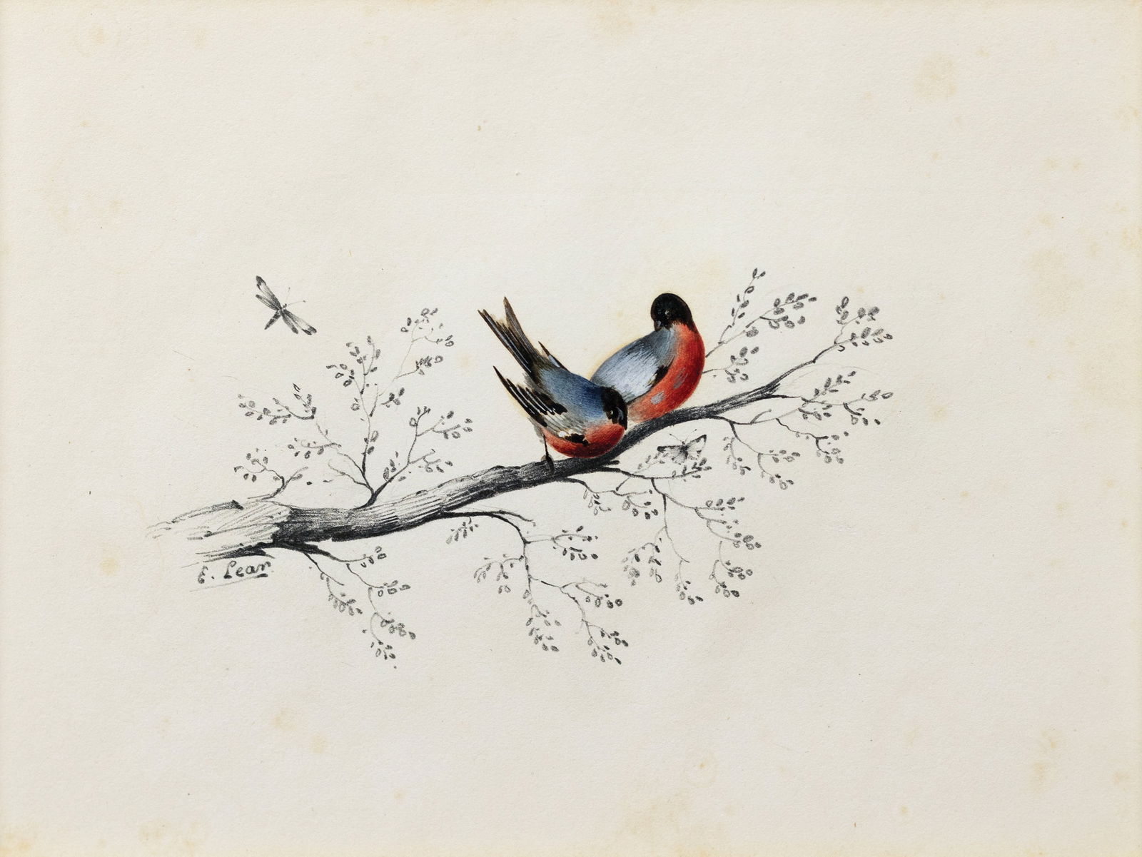 Edward Lear Signed Watercolor, Two red-breasted birds on a branch: LEAR, Edward (British, 1812-1888). Two red-breasted birds on a branch. Pencil and watercolor, heightened with gum arabic. Signed lower left: "E. Lear". 5 1/4" x 7" sheet. Provenance: Lady Strachey, Su