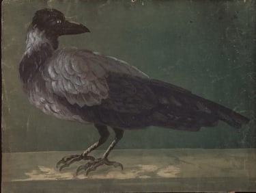 Jean Baptiste Oudry Watercolors of Ravens