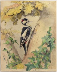 Edouard Travies Original Watercolor, Le Pic épeiche or Great Spotted Woodpecker