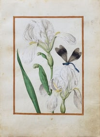 Jacques Le Moyne de Morgues Watercolor - France’s Greatest Renaissance Natural History Artist