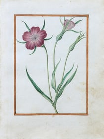 Jacques Le Moyne de Morgues Watercolor,  - France’s Greatest Renaissance Natural History Artist