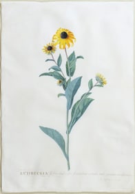 Georg Dionysius Ehret Signed Watercolor, Rudbeckia or Coneflowers
