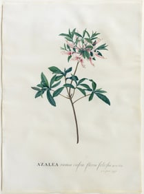 Georg Dionysius Ehret Signed Watercolor, Azela