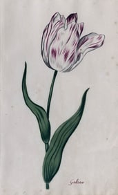 Anthony Claesz II Watercolor, Tulip Study
