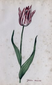Anthony Claesz II Watercolor, Tulip Study