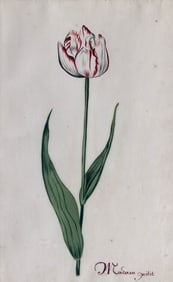 Anthony Claesz II Watercolor, Tulip Study