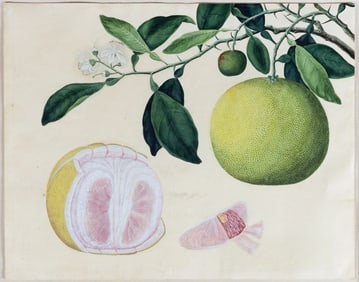 Early 19th Century Malaysian or Indian School Watercolor, Grapefruit