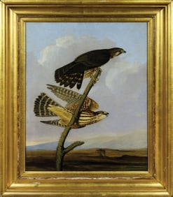 Joseph Kidd Oil Painting after Audubon's Pigeon Hawk