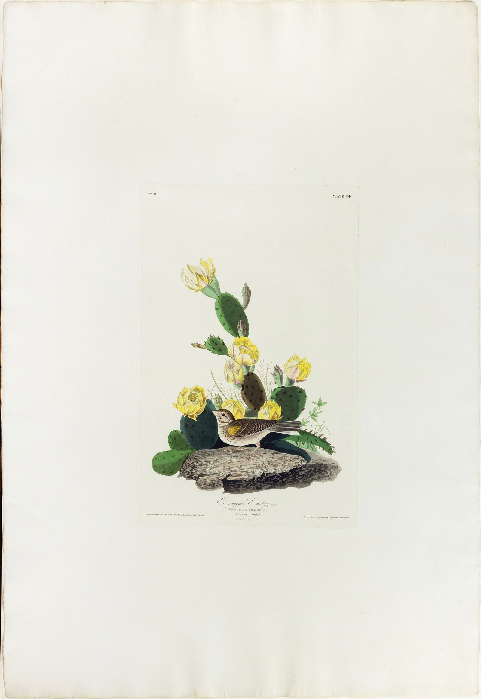 Audubon Aquatint, Grafs Finch or Bay-Winged Bunting - Deckled Margins