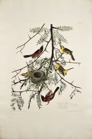 Audubon Aquatint, Orchard Oriole - John Vickers Painter's Collection