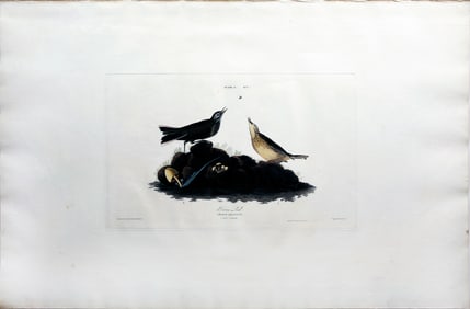 Audubon Aquatint, Brown Titlark - John Vickers Painter Collection
