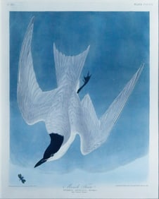 Audubon Aquatint, Marsh Tern, Plate 410