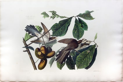 Audubon Aquatint, Yellow-Billed Cuckoo, Plate 2