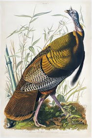 Audubon Aquatint, Great American Cock Male, Plate 1 - Lizars Edition