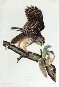 Audubon Aquatint, Barred Owl, Plate 46.