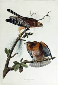 Audubon Aquatint, Red-Shouldered Hawk, Plate 56.