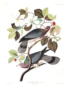 Audubon Aquatint, Band-Tailed Pigeon, Plate 74