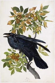 Audubon Aquatint, Raven, Plate 101.