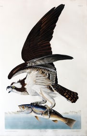 Audubon Aquatint, Osprey, Plate 81.