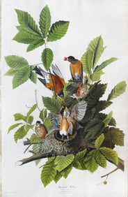 Audubon Aquatint, American Robin, Plate 131.