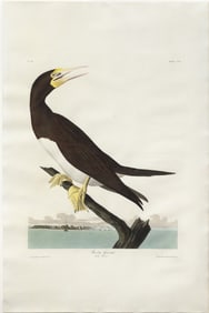 Audubon Aquatint, Booby Gannet, Plate 207.