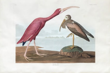 Audubon Aquatint, Scarlet Ibis, Plate 397.