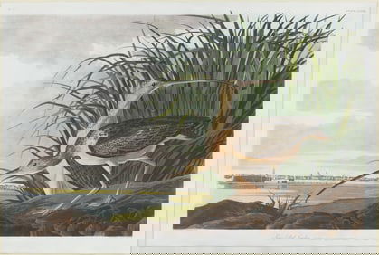 Audubon Aquatint, Long-Billed Curlew, Plate 231.