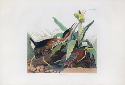 Audubon Aquatint, Green Heron, Plate 333