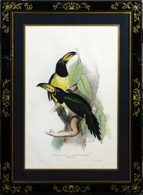 Edward Lear Lithograph of a Toucan
