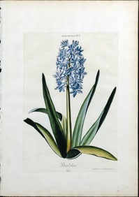 Christoph Jacob Trew Engraving of a Hyacinth from Plantae Selectae