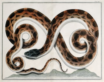 Albert Seba Engraving of a Snake
