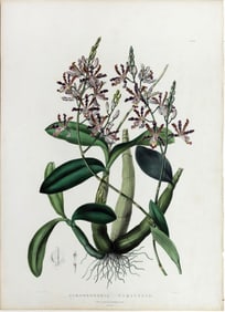 James Bateman Lithograph of an Orchid, Schomburgkia Tibicinis