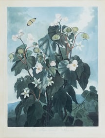 Dr. Robert John Thornton Aquarint from the Temple of Flora - The Oblique-leaved Begonia