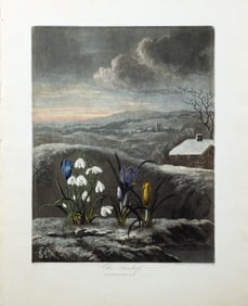 Dr. Robert John Thornton Aquarint from the Temple of Flora - The Snowdrop.