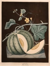 George Brookshaw Engraving from Pomona Britannica - (White Flesh Melon) White Candia