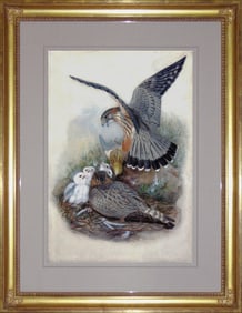Joseph Wolf Original Watercolor Study of a Merlin for Gould's Birds of a Great Britain
