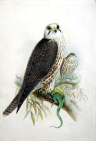 Joseph Wolf Original Watercolor Study of a Saker Falcon for Gould's Birds of Asia
